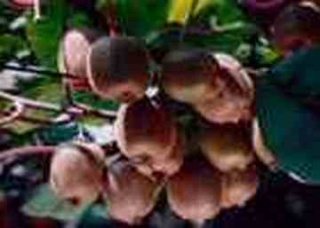 张家界土特产,图一