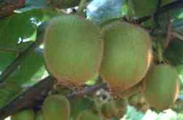 葫芦岛土特产一览,图五