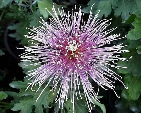 开封养菊和菊展的历史