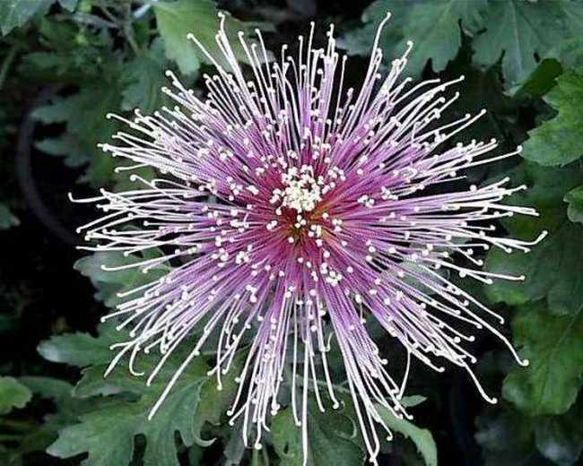 开封养菊和菊展的历史