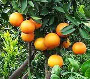 株洲购物介绍,图二