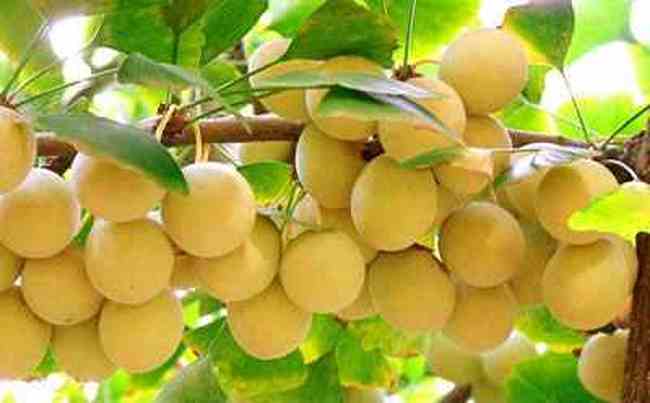 信阳特产一览,图二