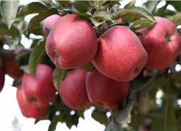 延安土特产购物介绍,图三