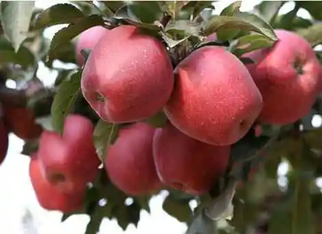 延安土特产购物介绍