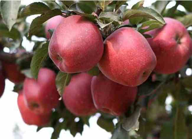 延安土特产购物介绍,图三