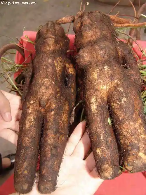 肇庆地方特产综述