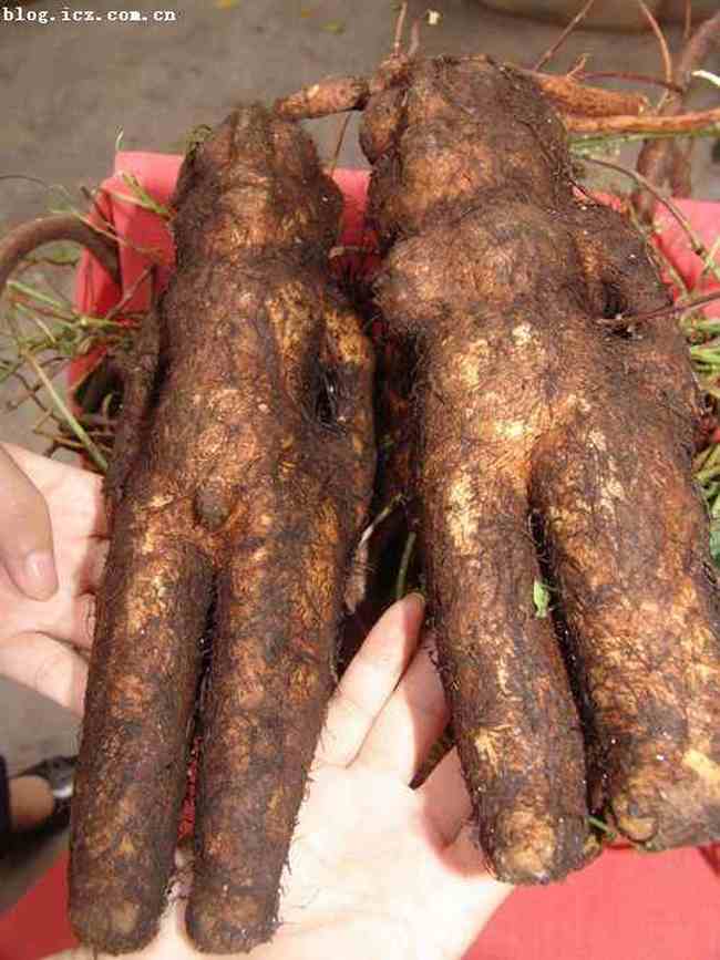 肇庆地方特产综述,图三