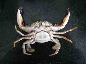 如何挑螃蟹,图三
