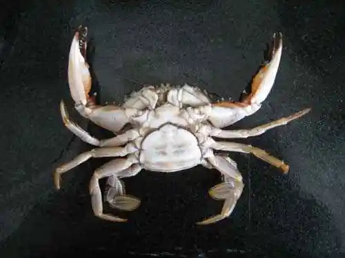 如何挑螃蟹
