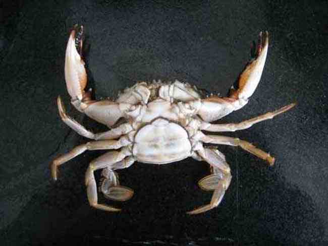 如何挑螃蟹,图三