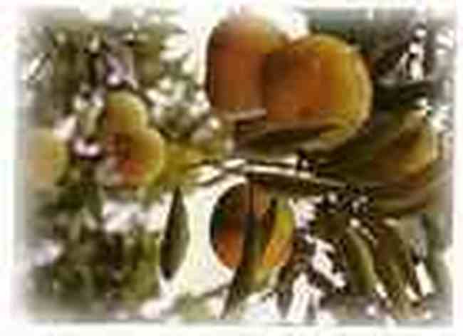 荆州地方土特产,图三