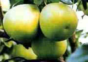 漳州地方特产,图一