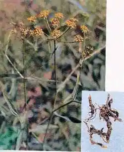 定西地区药材特产