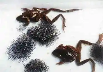 抚顺特产购物介绍