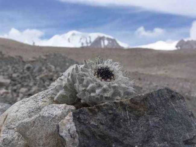 甘孜特产推介,图一