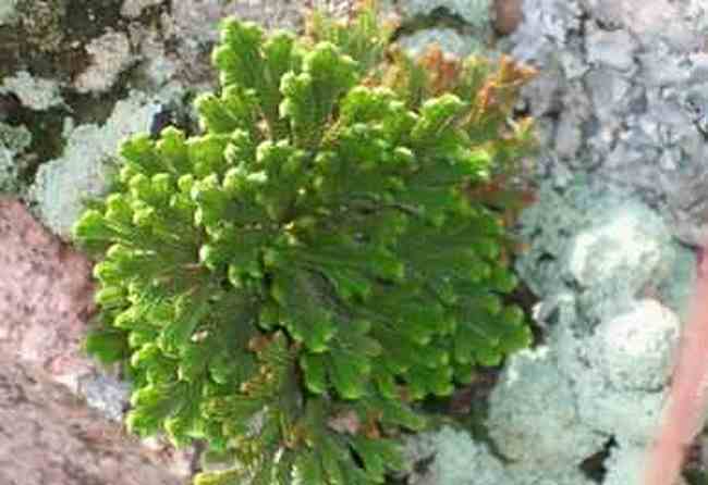 普陀特产：九死还魂草