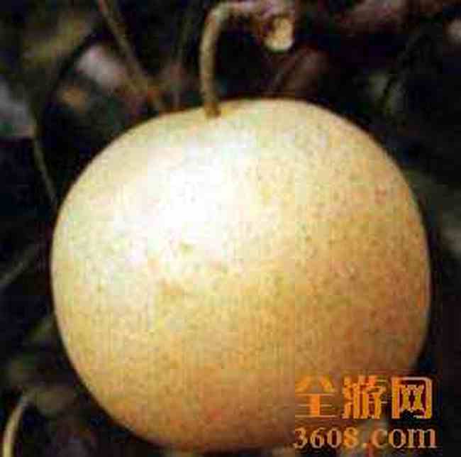 安徽毫州特产水果 苏赵梨