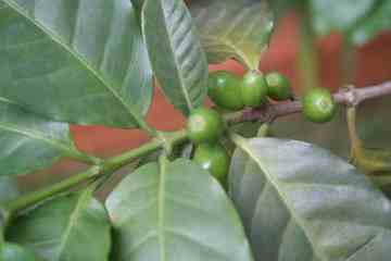 朴实无华的福山咖啡,图三