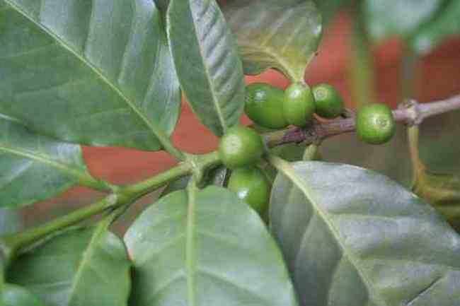 朴实无华的福山咖啡,图三