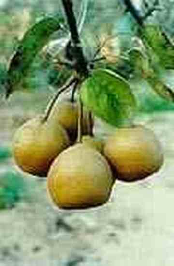 漳州地方特产,图二