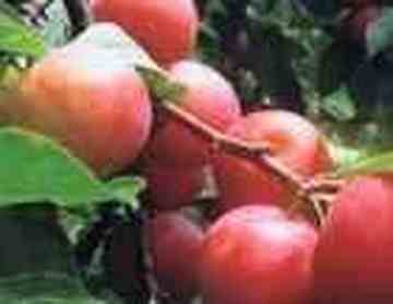 株洲特产一览,图七