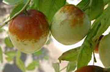 葫芦岛土特产一览,图三