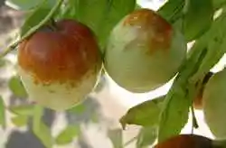 葫芦岛土特产一览