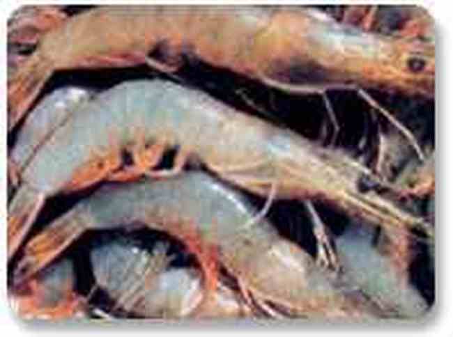 威海地方特产,图二