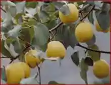 延安土特产购物介绍