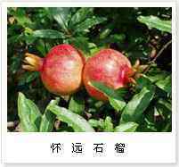 蚌埠市特产