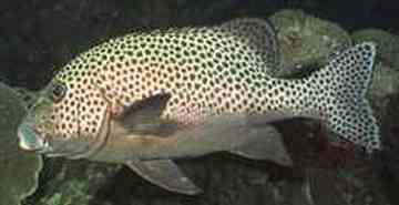 钦州购物特产,图七