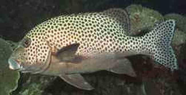 钦州购物特产,图七