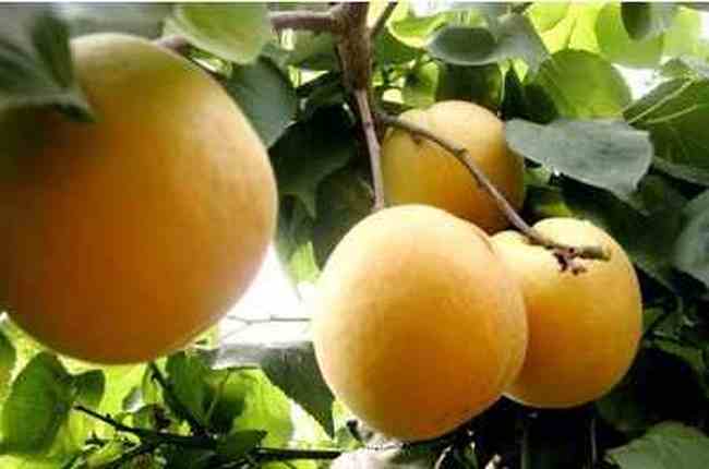 三门峡购物介绍,图一