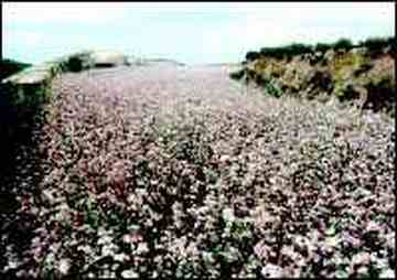 延安土特产购物介绍,图四