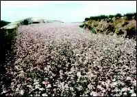 延安土特产购物介绍