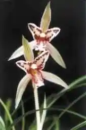 金华特产一览,图六