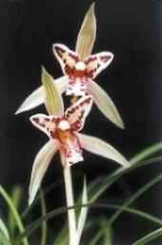 金华特产一览,图六