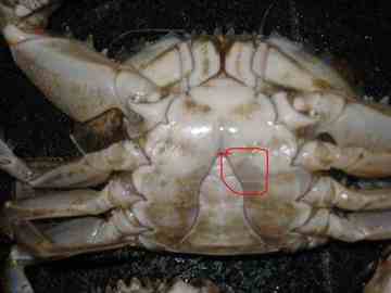 如何挑螃蟹,图七