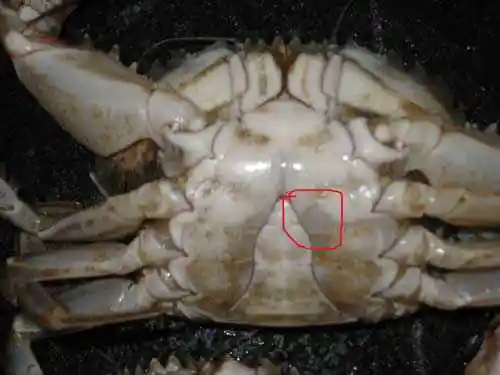 如何挑螃蟹
