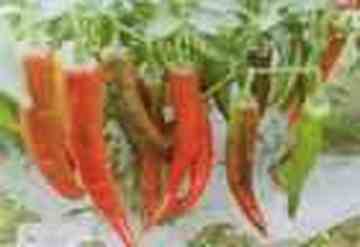 株洲特产一览,图五