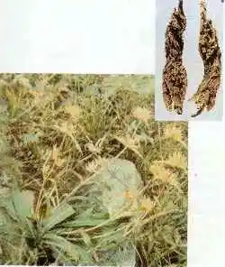 定西地区药材特产