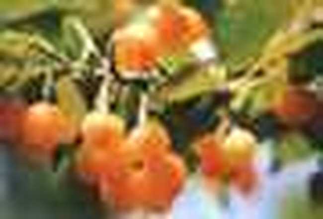 阜陽地方特產(chǎn),圖三