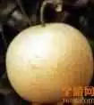 安徽毫州特产水果 苏赵梨