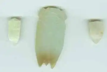 新疆和田购物指南