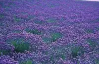 新疆薰衣草