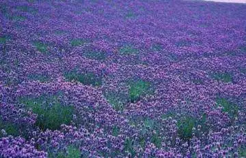 新疆薰衣草