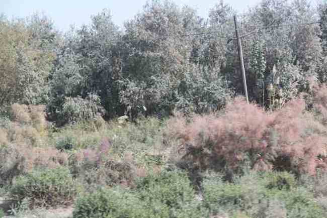 新疆南疆六日游之三,图二