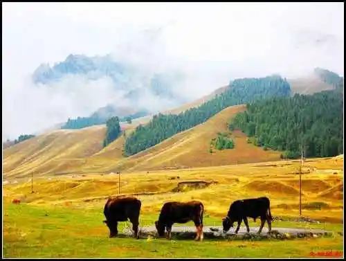 天然牧场南山风景区西柏杨沟