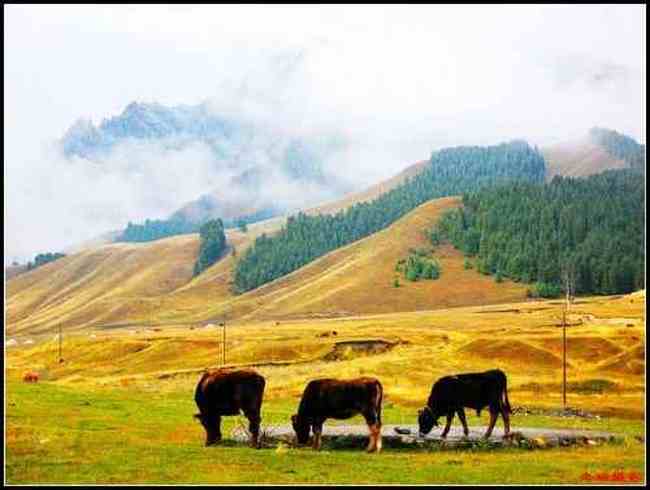 天然牧场南山风景区西柏杨沟,图二