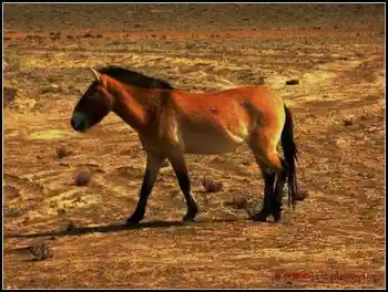 在戈壁滩与野马相遇拍野驴,图八